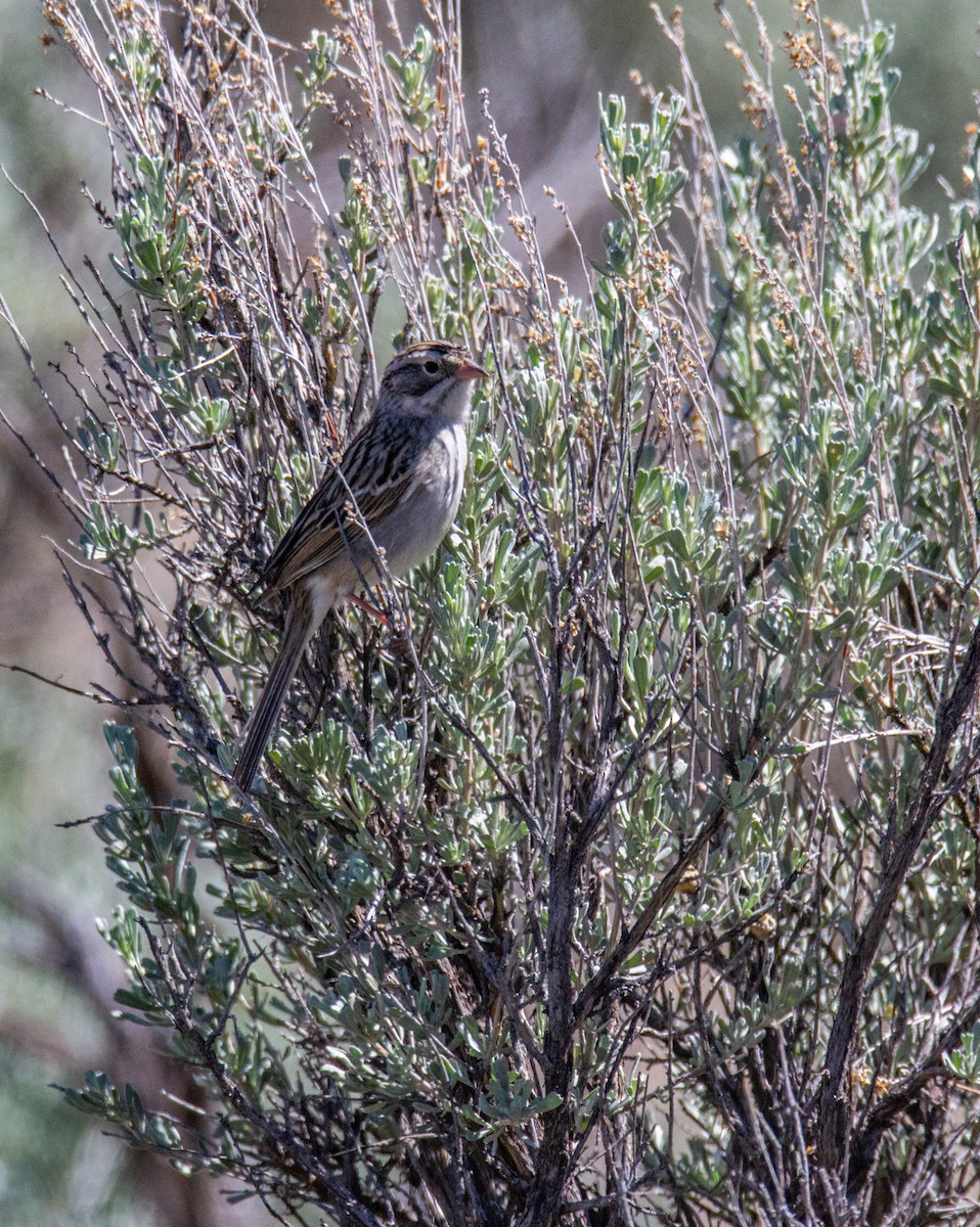 Lark Sparrow - ML619247998