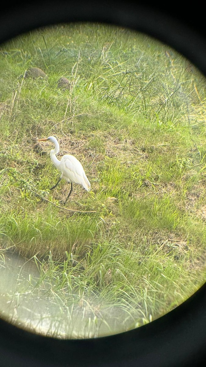 Great Egret - Lara Centurión