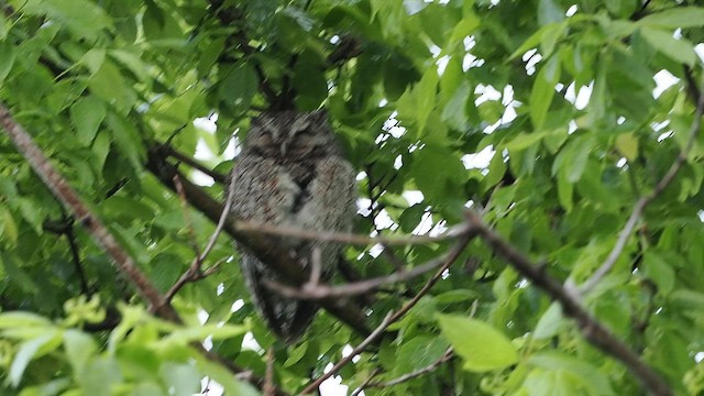 Eastern Screech-Owl - ML619248020