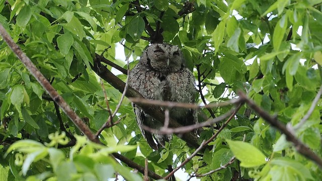 Eastern Screech-Owl - ML619248029