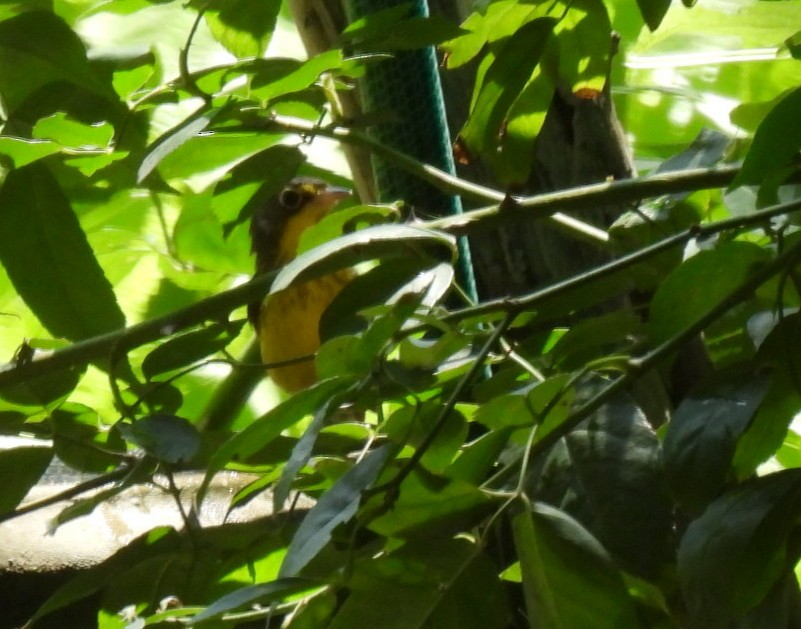 Canada Warbler - Sheri Miles