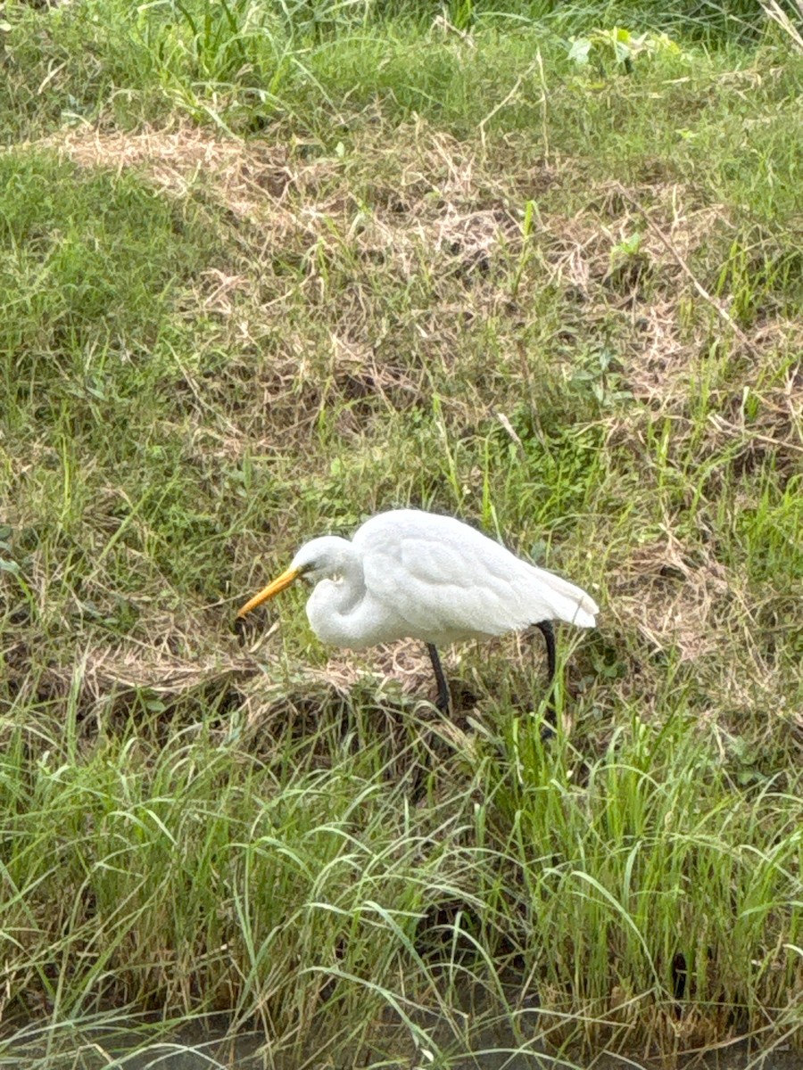 Great Egret - Lara Centurión