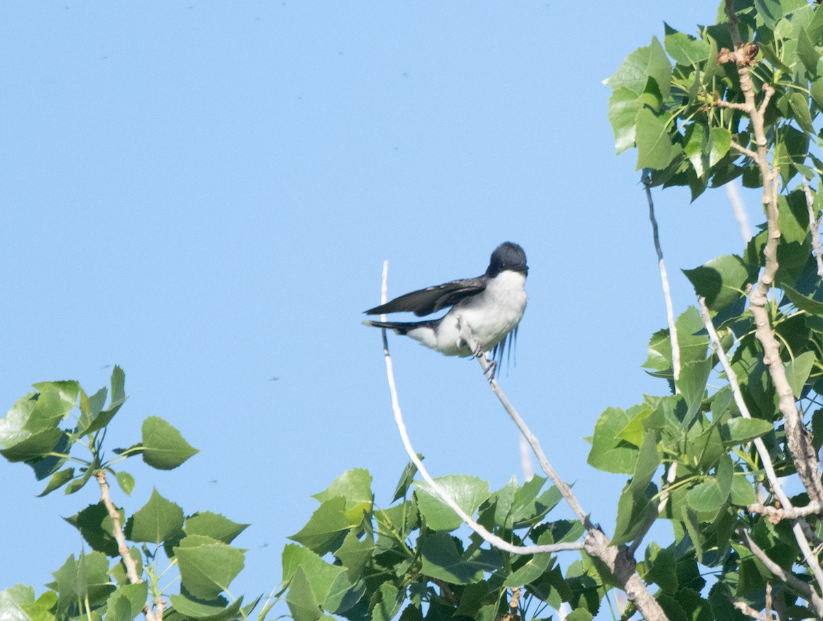 Eastern Kingbird - Esther Sumner