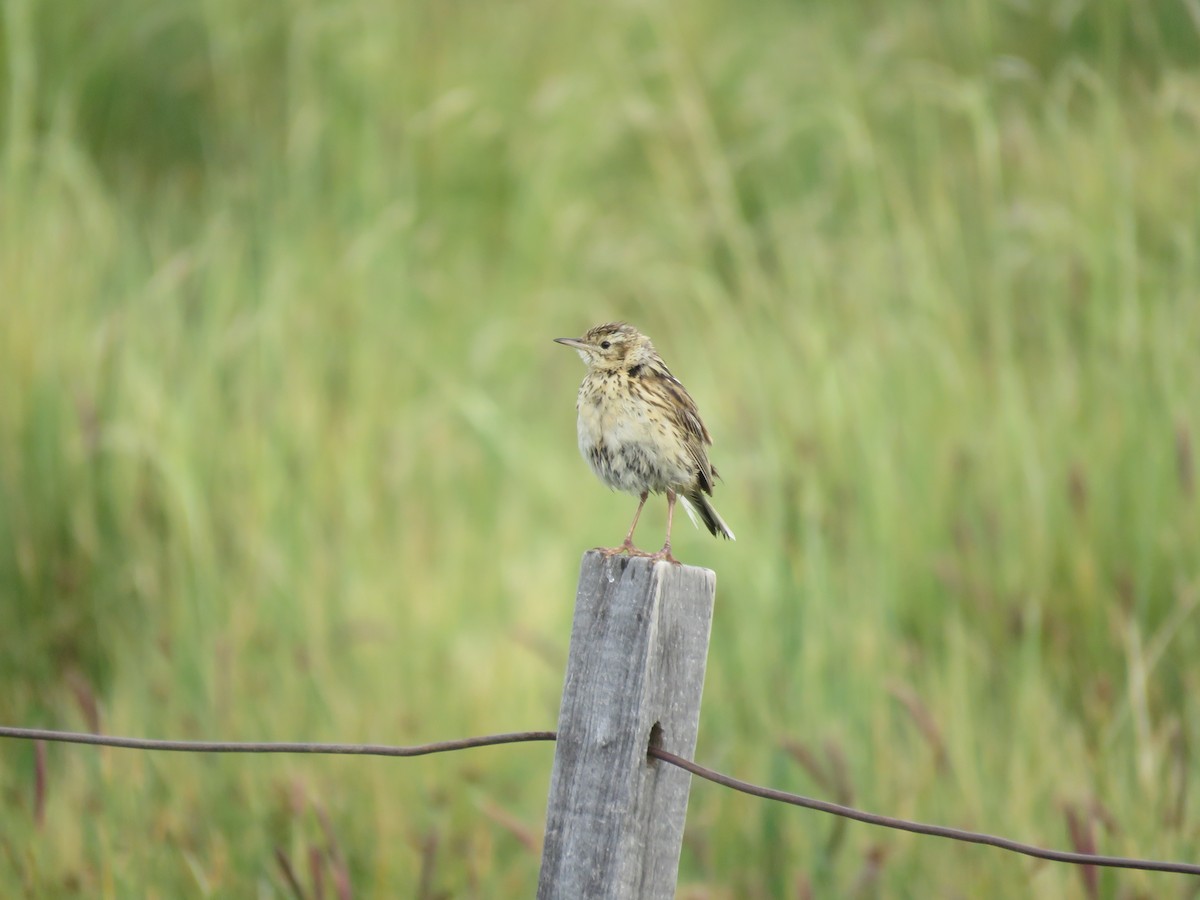 Puna Pipit - Juan Manuel Zara