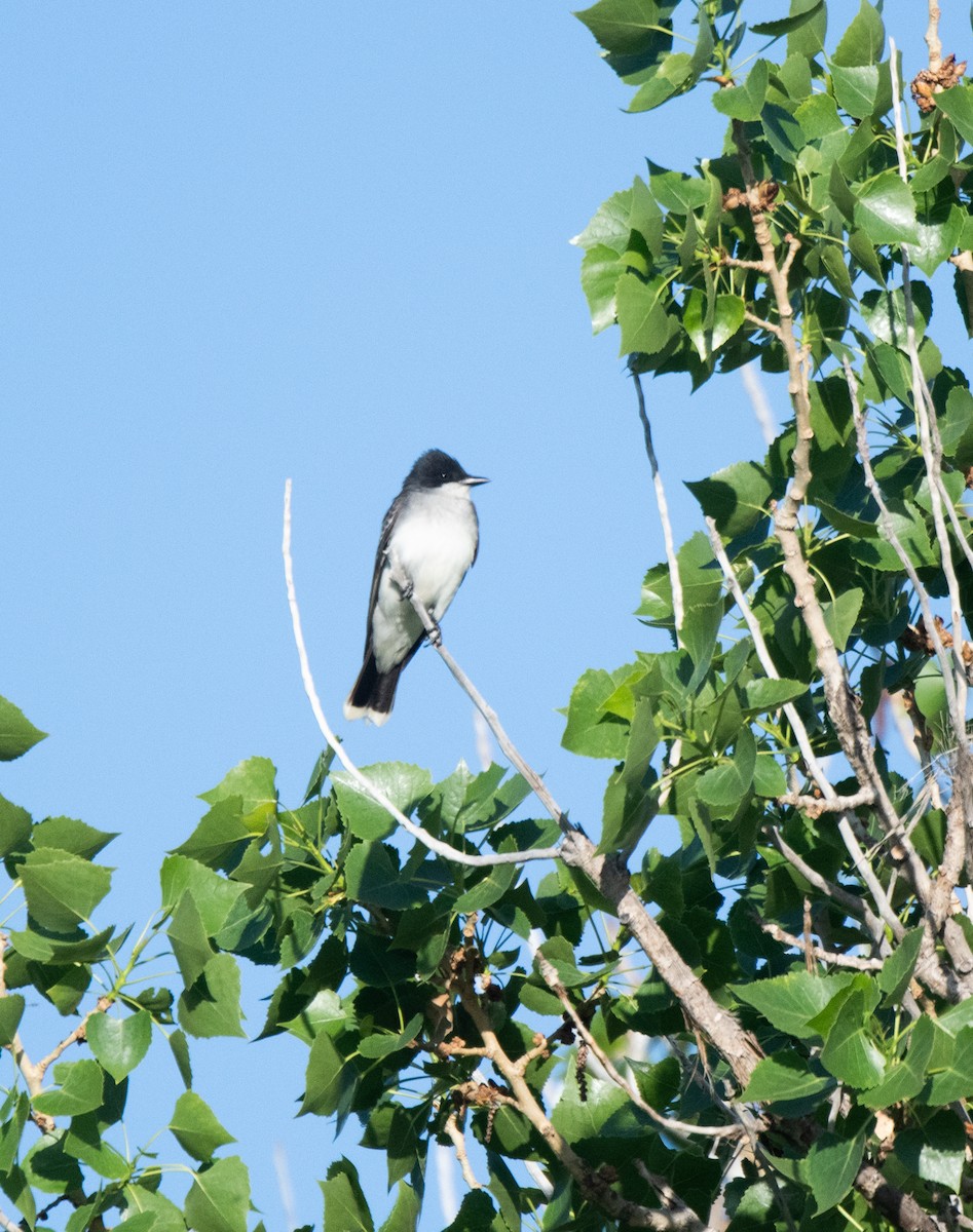 Eastern Kingbird - Esther Sumner