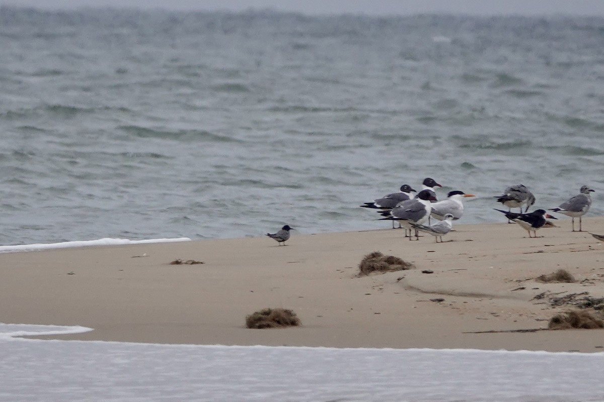 Black Tern - ML619248045