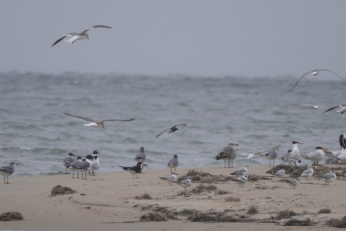 Black Tern - June McDaniels