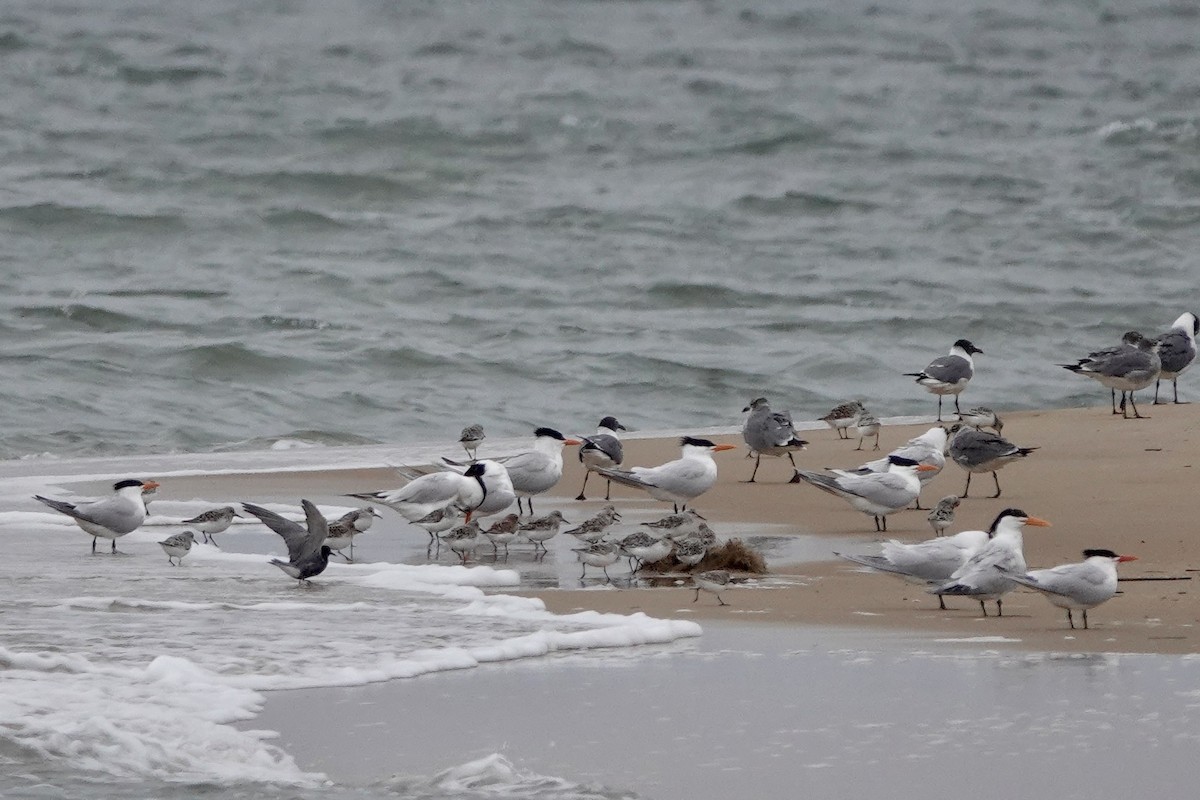 Black Tern - June McDaniels