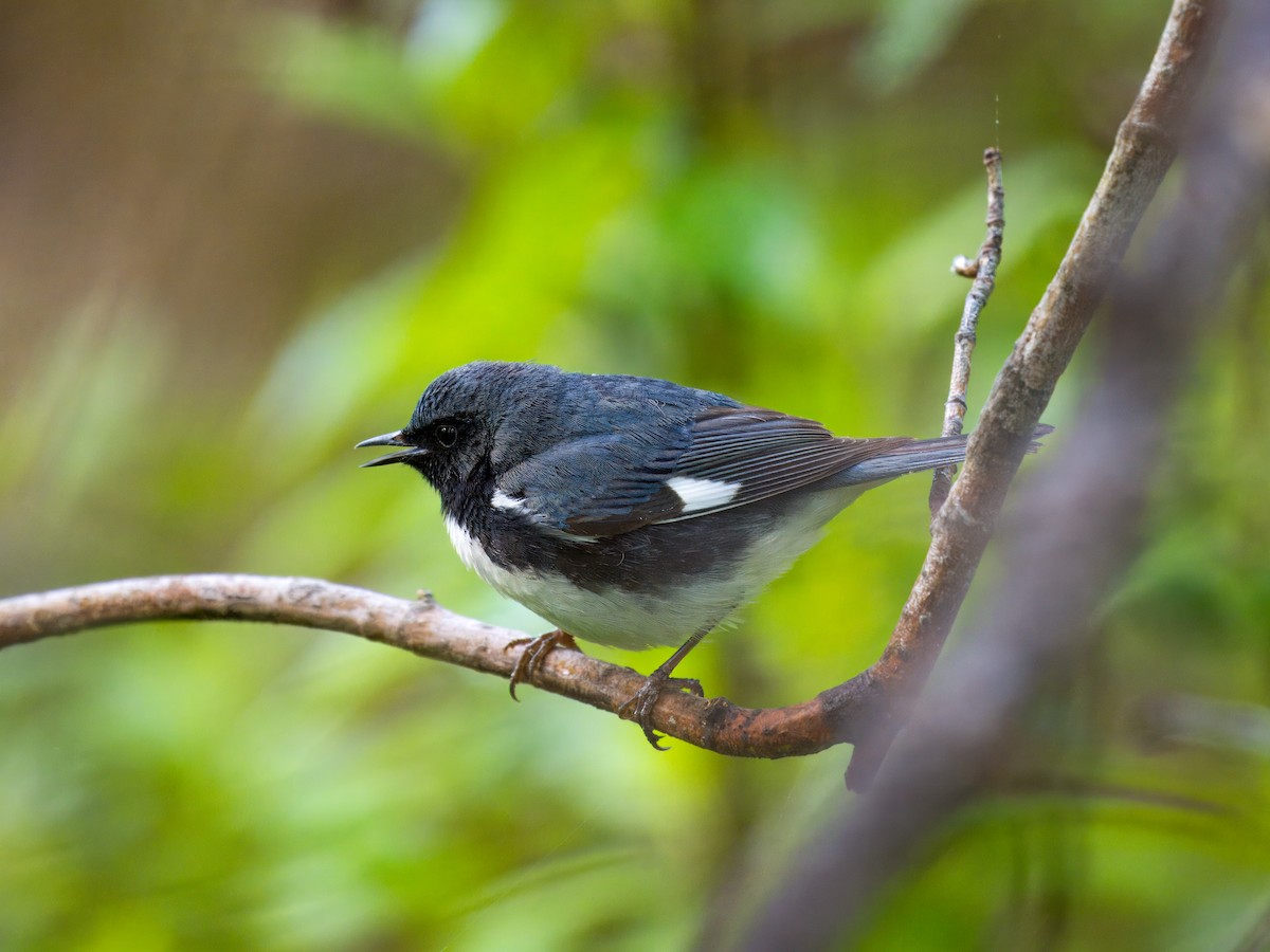 Black-throated Blue Warbler - Cin-Ty Lee