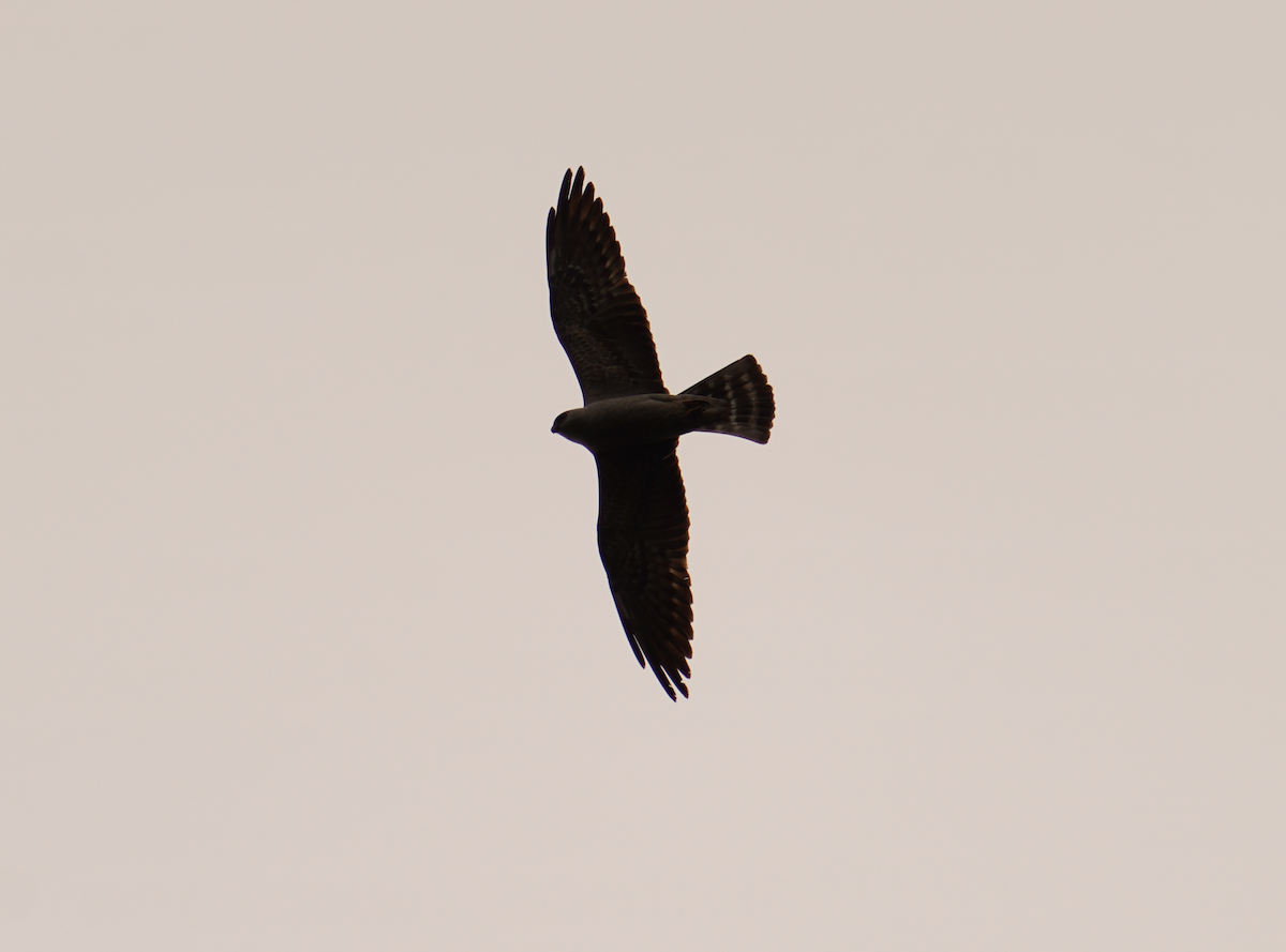 Mississippi Kite - Aaron T