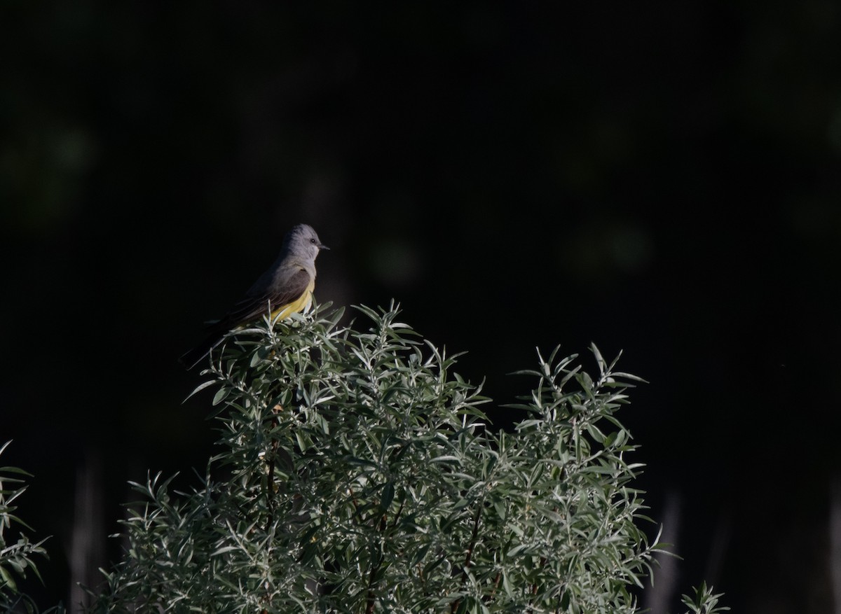 Western Kingbird - Esther Sumner