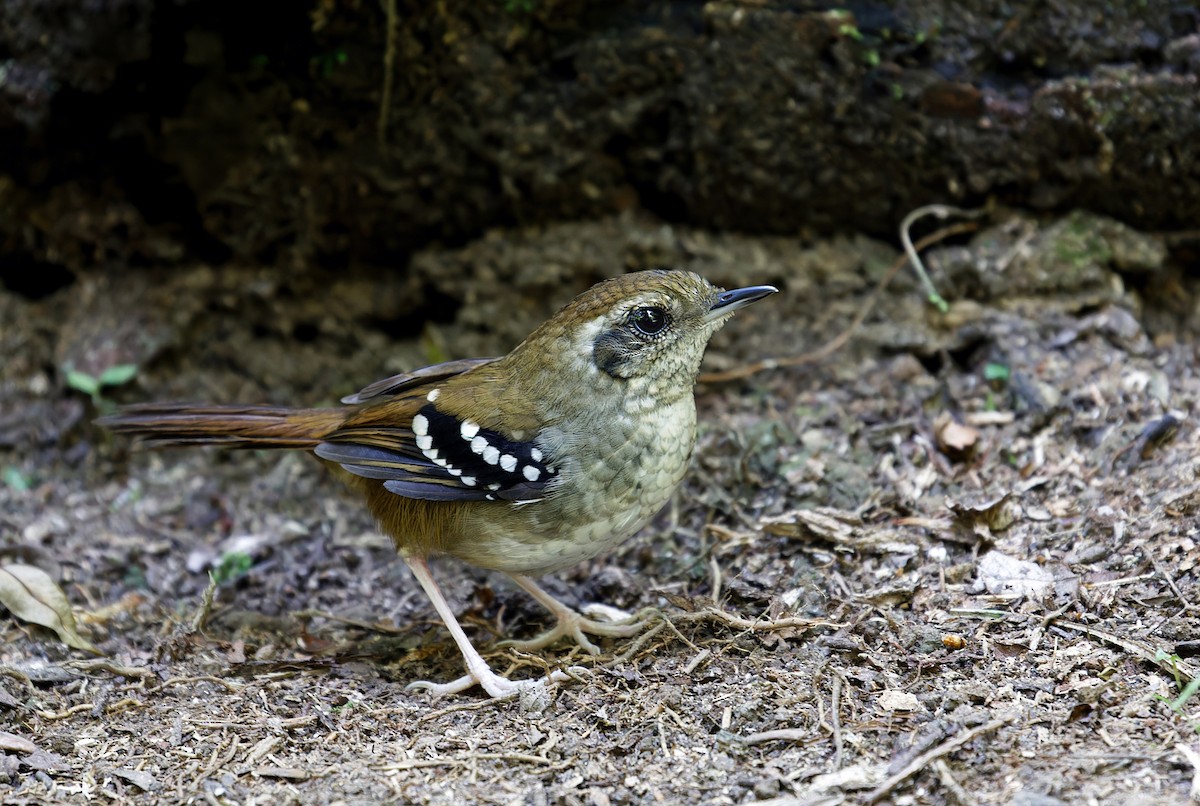 Squamate Antbird - Alexandre Gualhanone