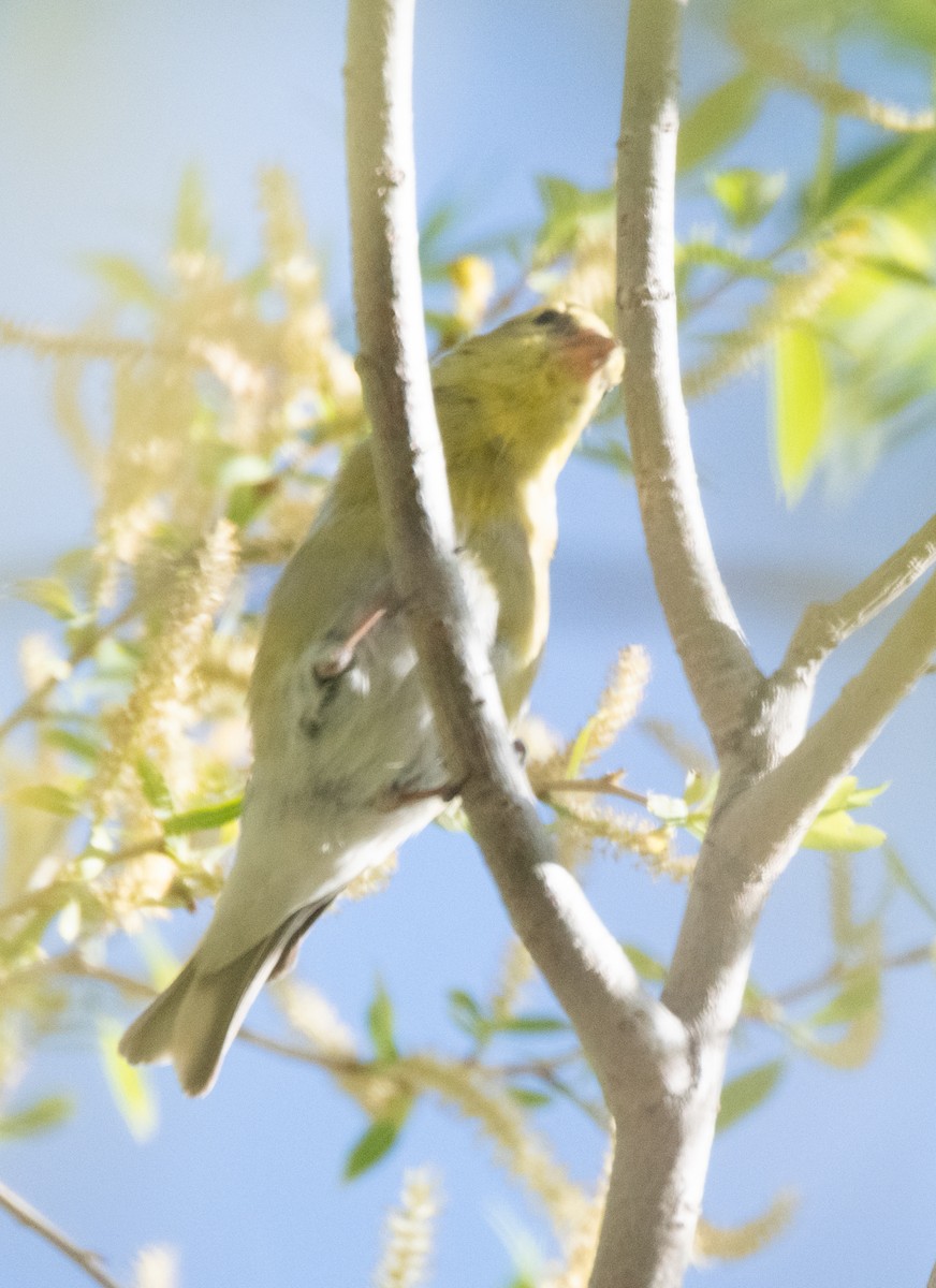 American Goldfinch - Esther Sumner