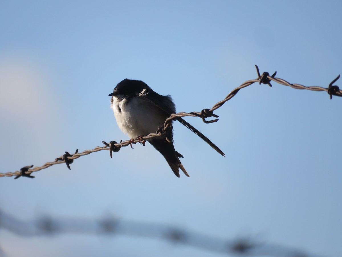 Blue-and-white Swallow - Juan Manuel Zara