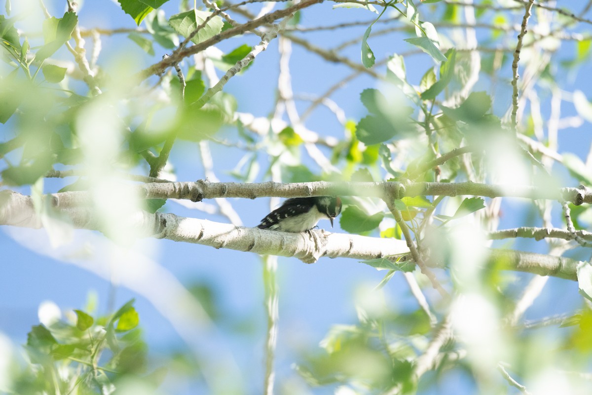 Downy Woodpecker (Rocky Mts.) - Esther Sumner