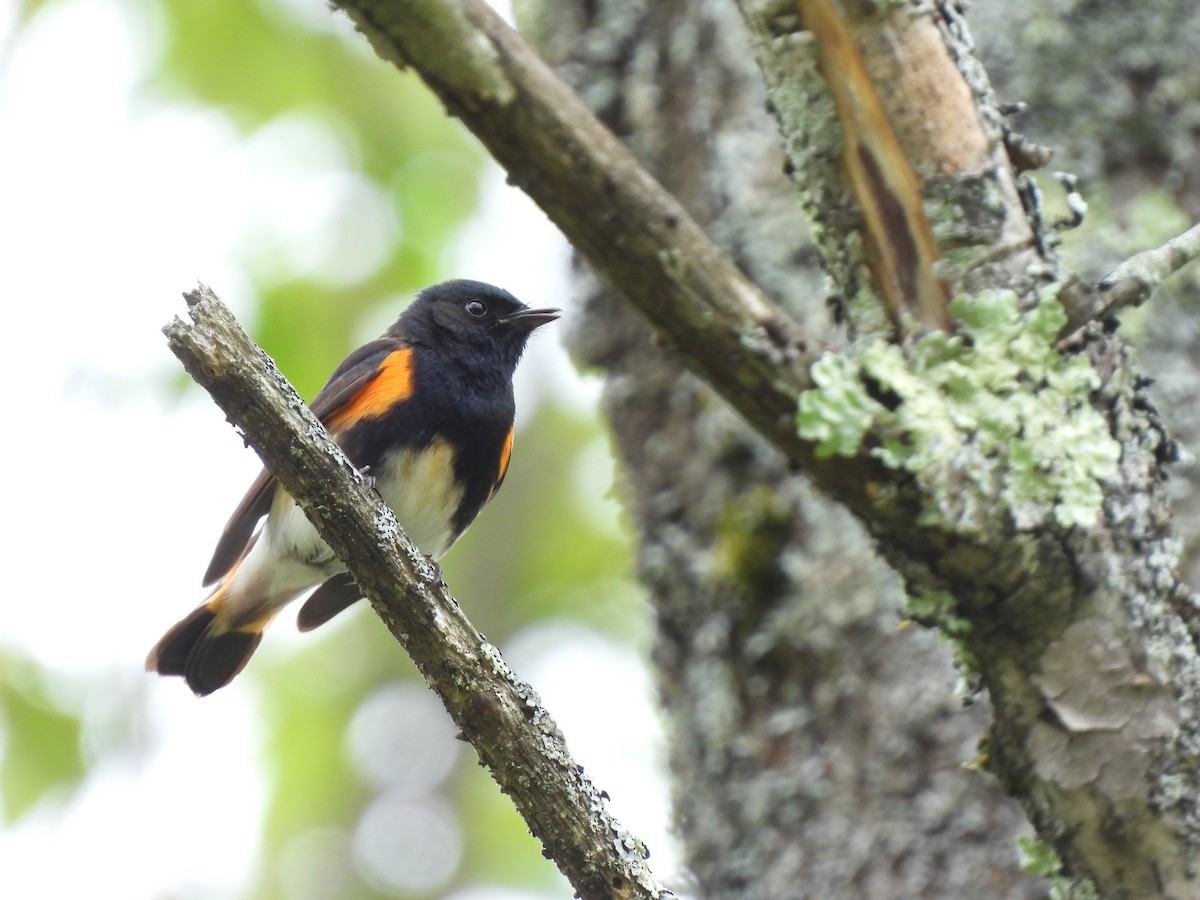 American Redstart - Cory Elowe