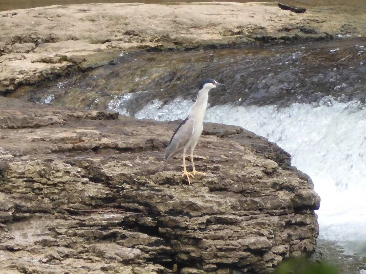 Black-crowned Night Heron - Nancy Bruce