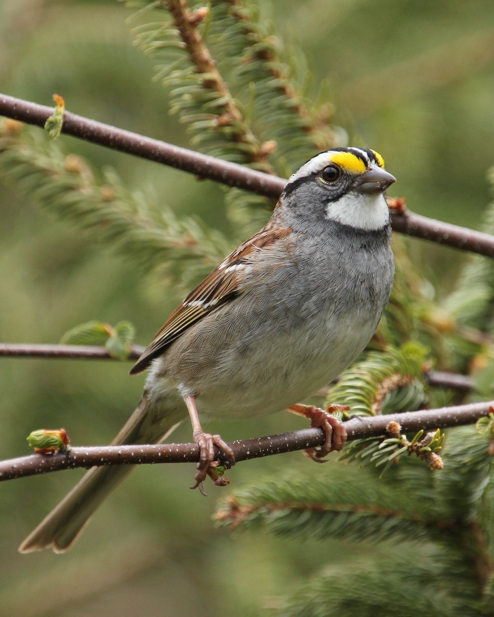 White-throated Sparrow - Diane Labarre