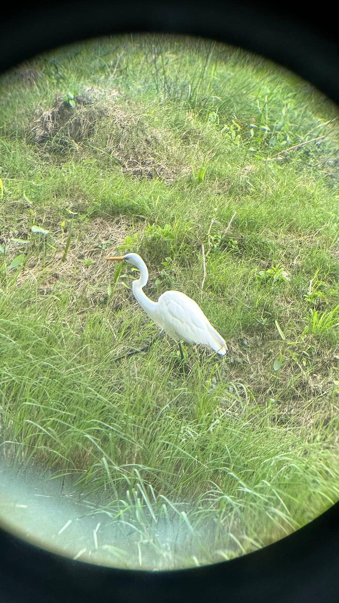 Great Egret - Lara Centurión