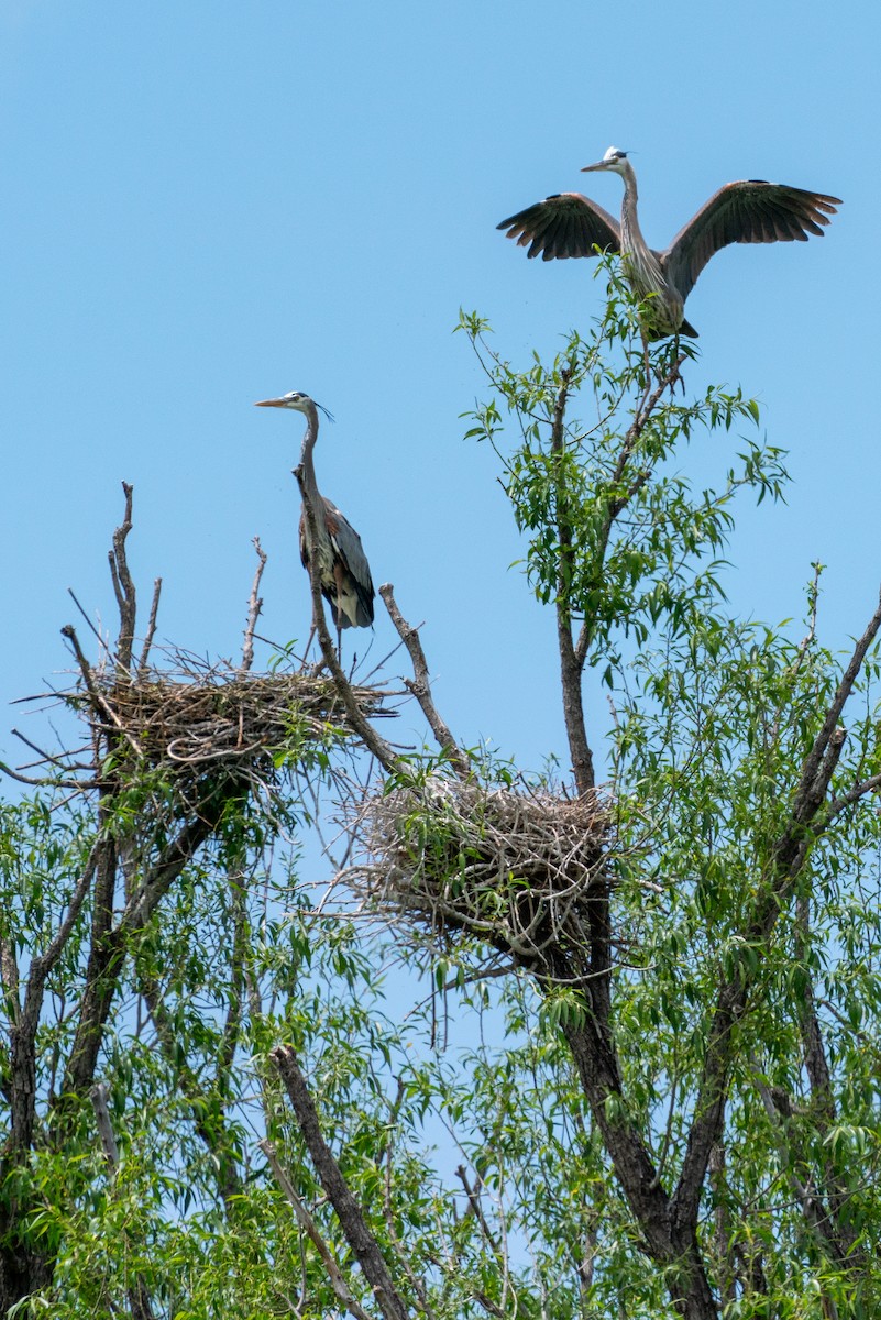 Great Blue Heron - Alex Kessock