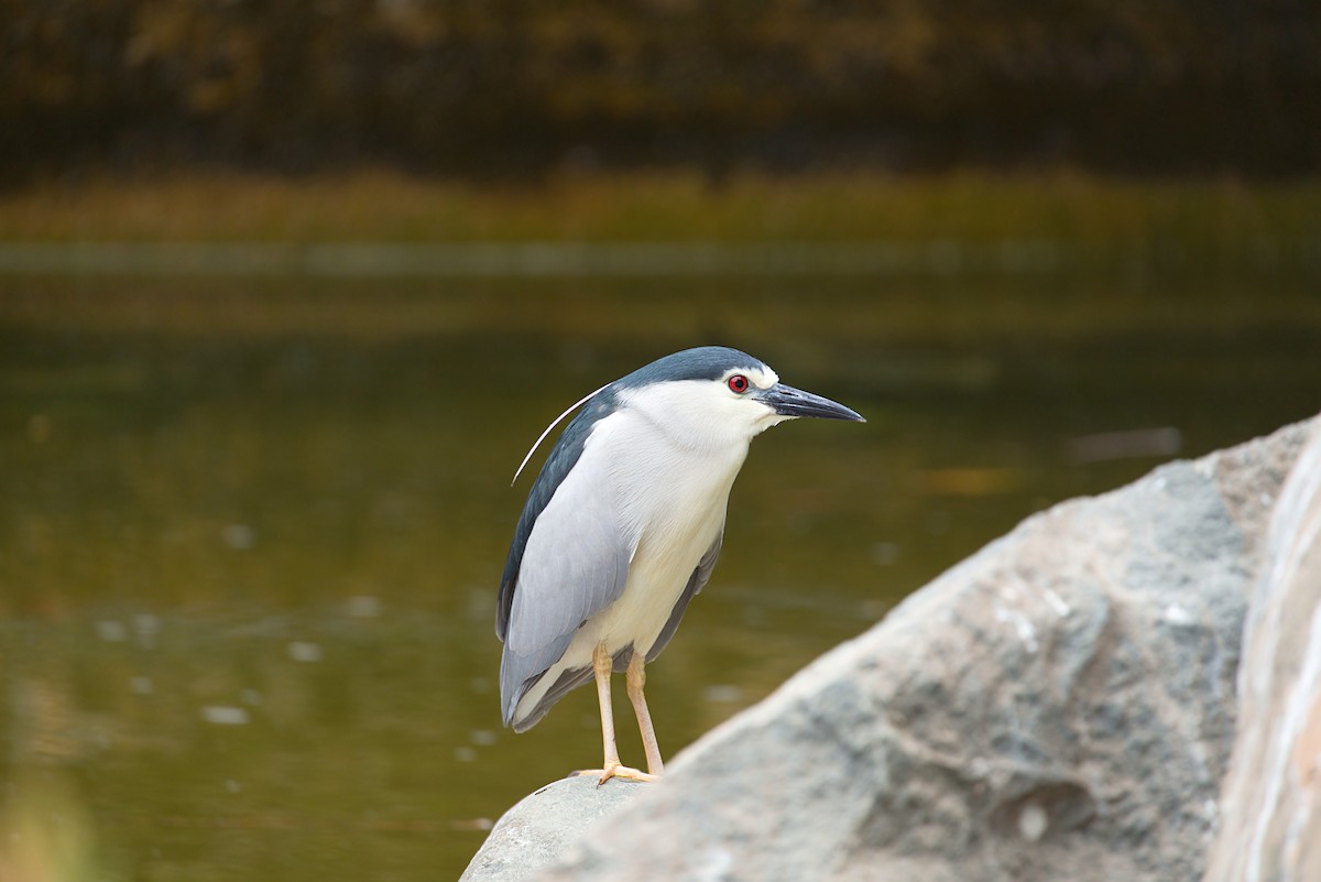 Black-crowned Night Heron - ML619248152