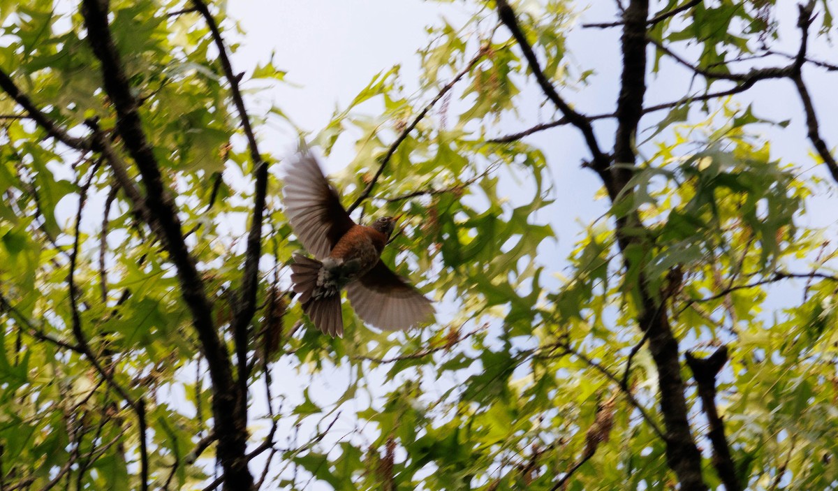 American Robin - ML619248162