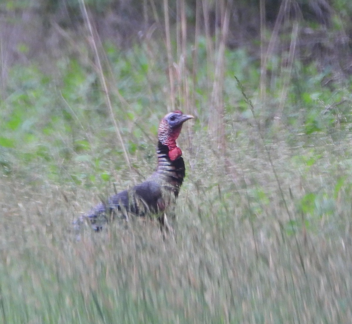 Wild Turkey - David Gravermoen