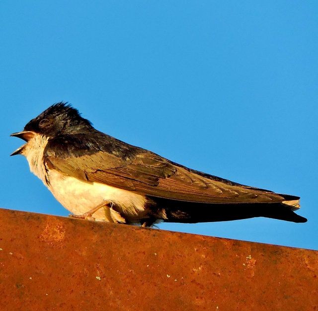 Blue-and-white Swallow - Katryane Camile