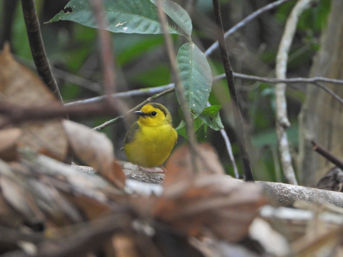 Hooded Warbler - ML619248206