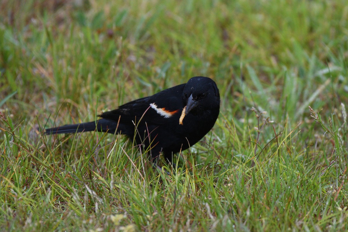 Red-winged Blackbird (Red-winged) - Megan Gray