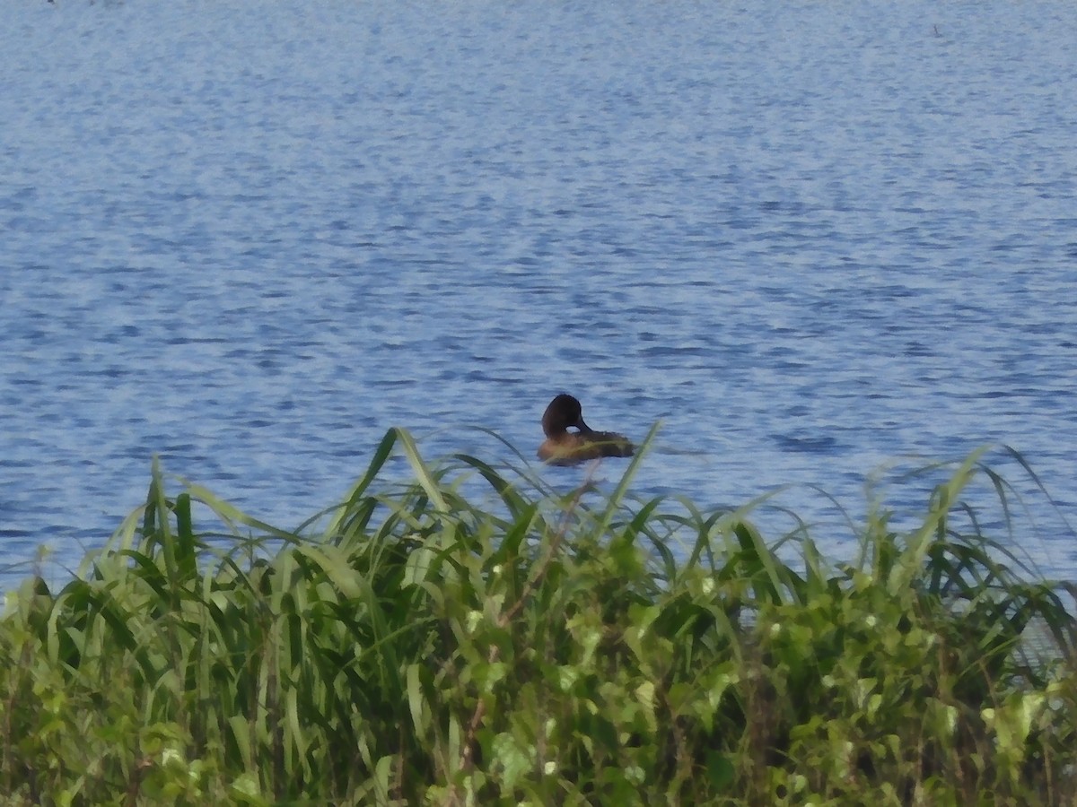 Lesser Scaup - Nancy Bruce