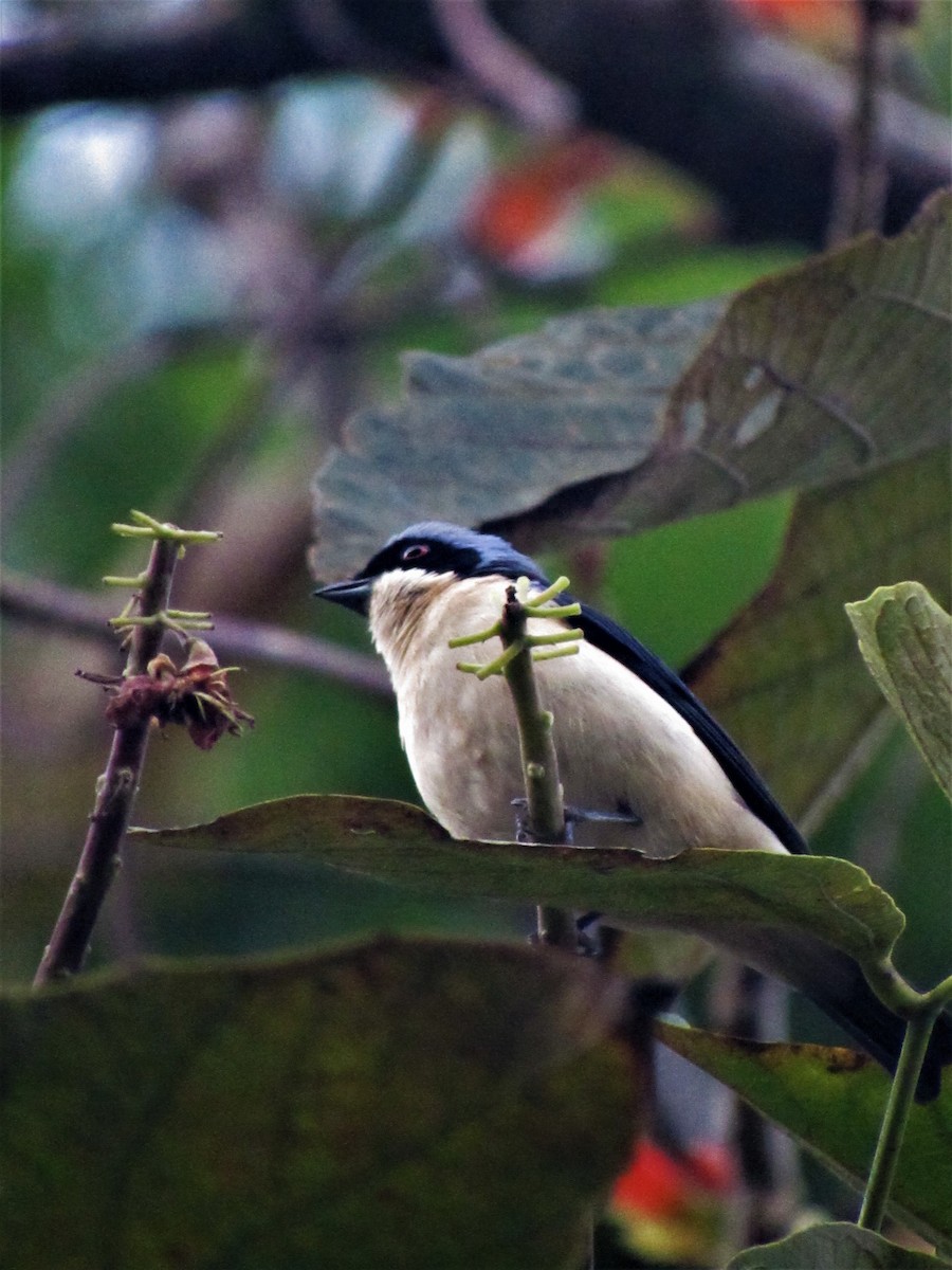 Fawn-breasted Tanager - Luis Moreno