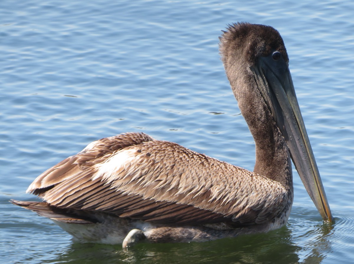 Brown Pelican - Aidan Sinha