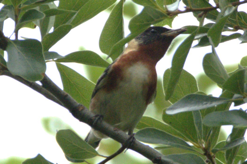 Bay-breasted Warbler - Aaron Powell