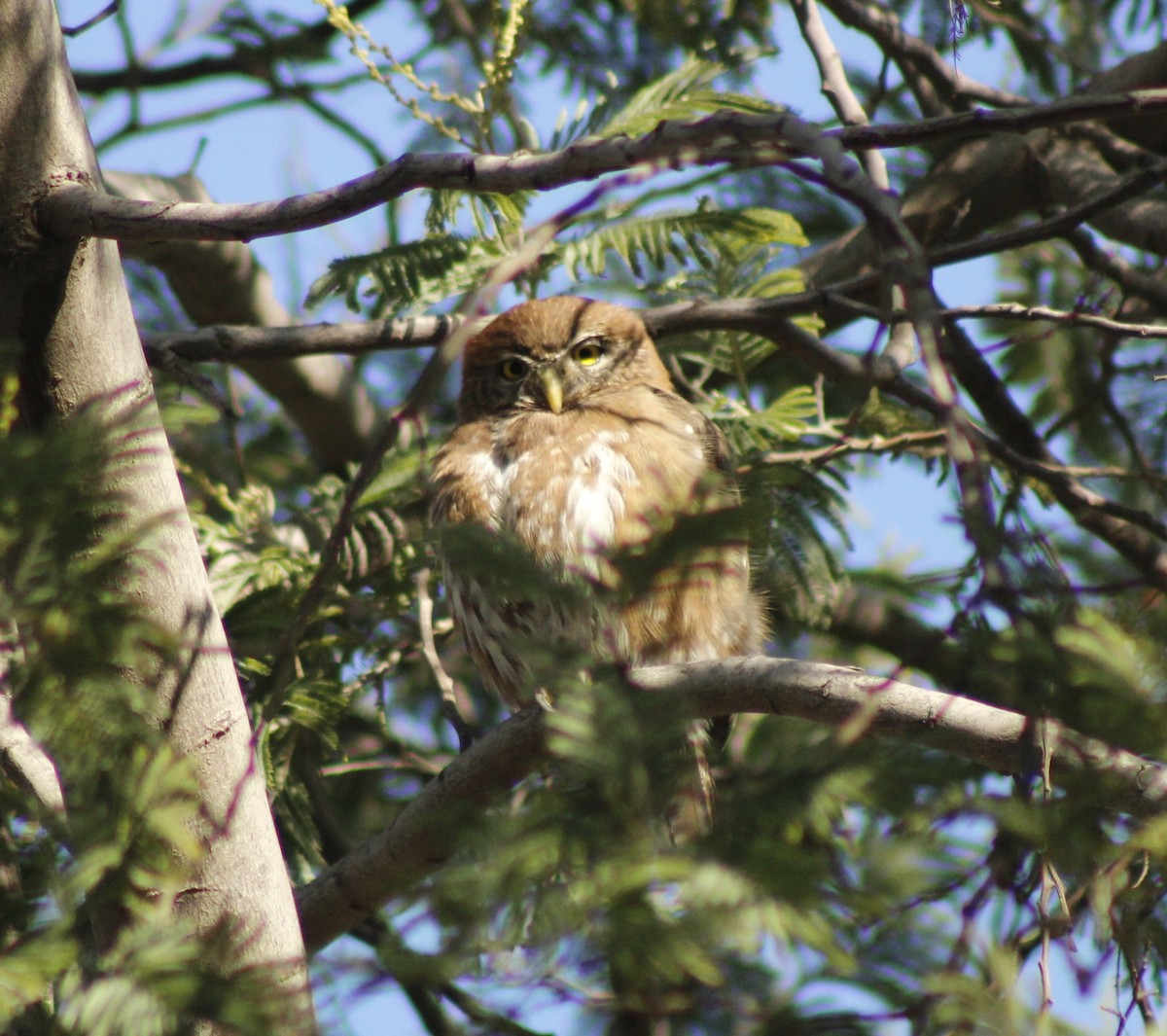Austral Pygmy-Owl - Ada Rebolledo