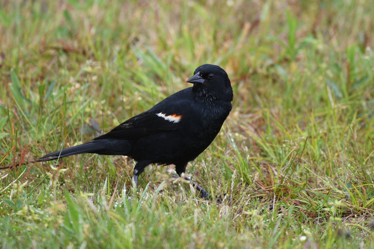 Red-winged Blackbird (Red-winged) - Megan Gray