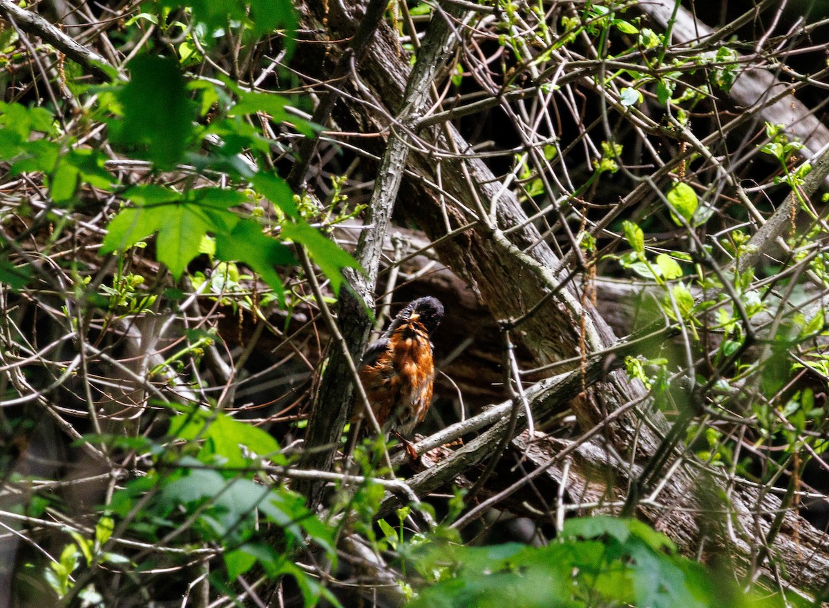 American Robin - Michael Muchmore