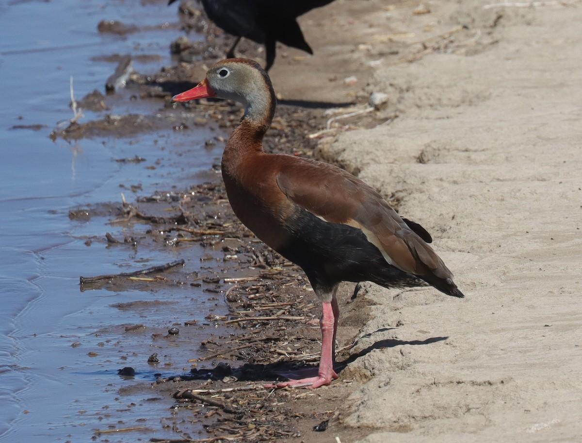 Dendrocygne à ventre noir - ML619248257