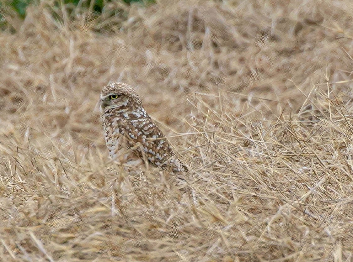 Burrowing Owl - Larry Schmahl