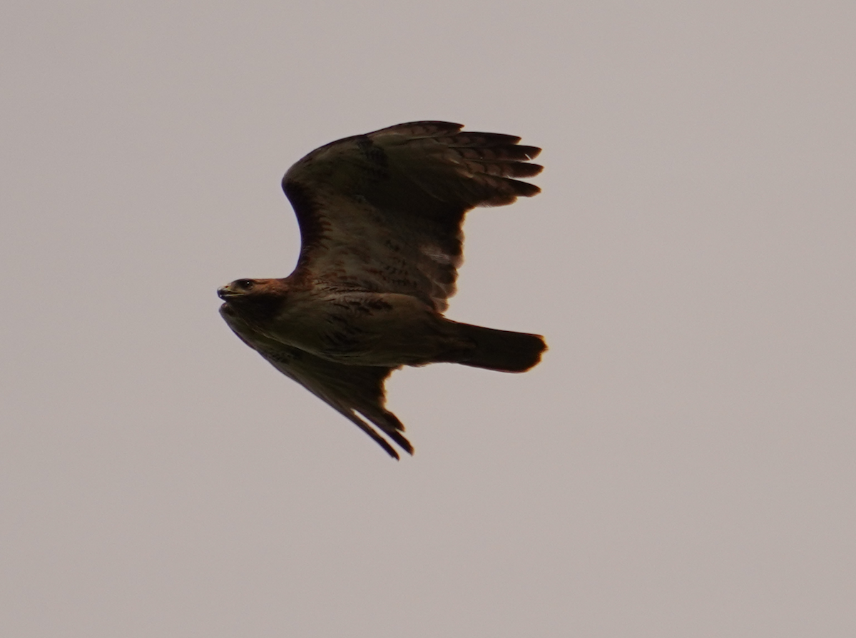 Red-tailed Hawk - ML619248272