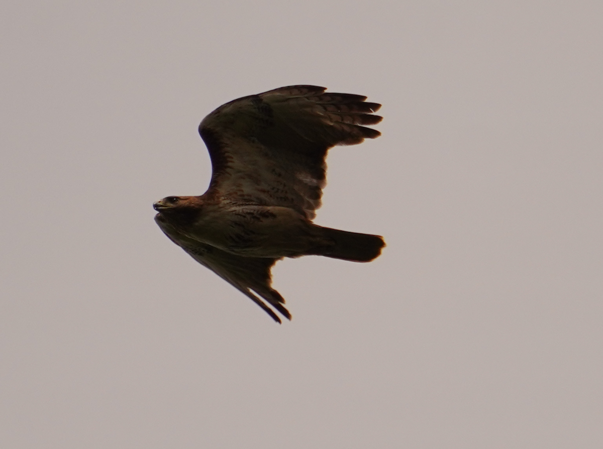 Red-tailed Hawk - Aaron T