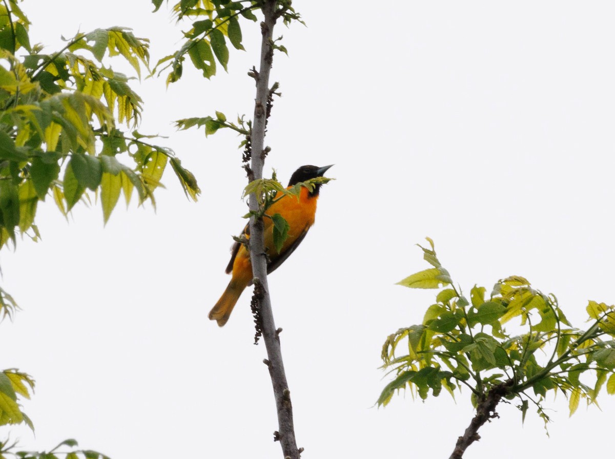 Baltimore Oriole - ML619248274