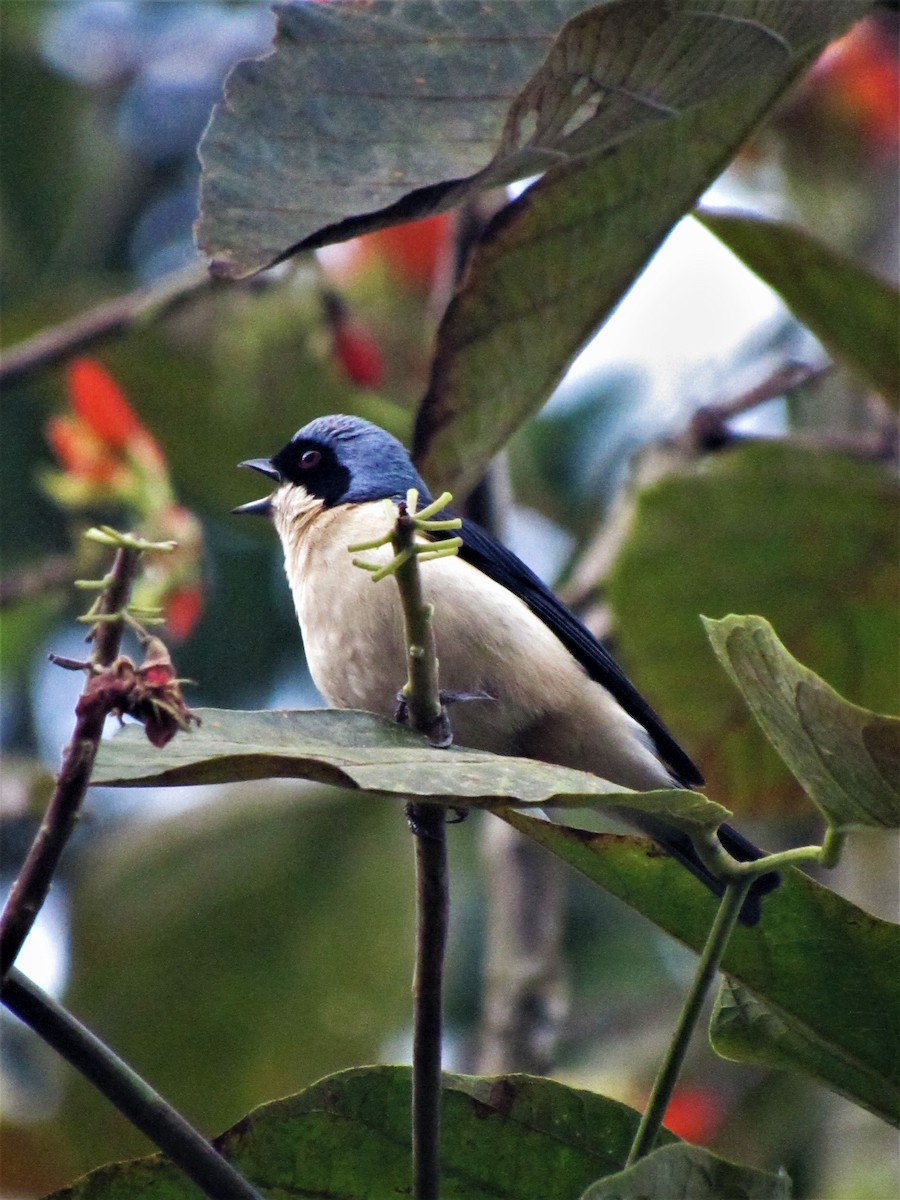 Fawn-breasted Tanager - Luis Moreno