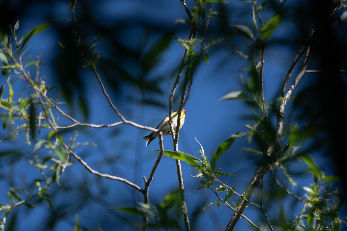 American Goldfinch - Esther Sumner