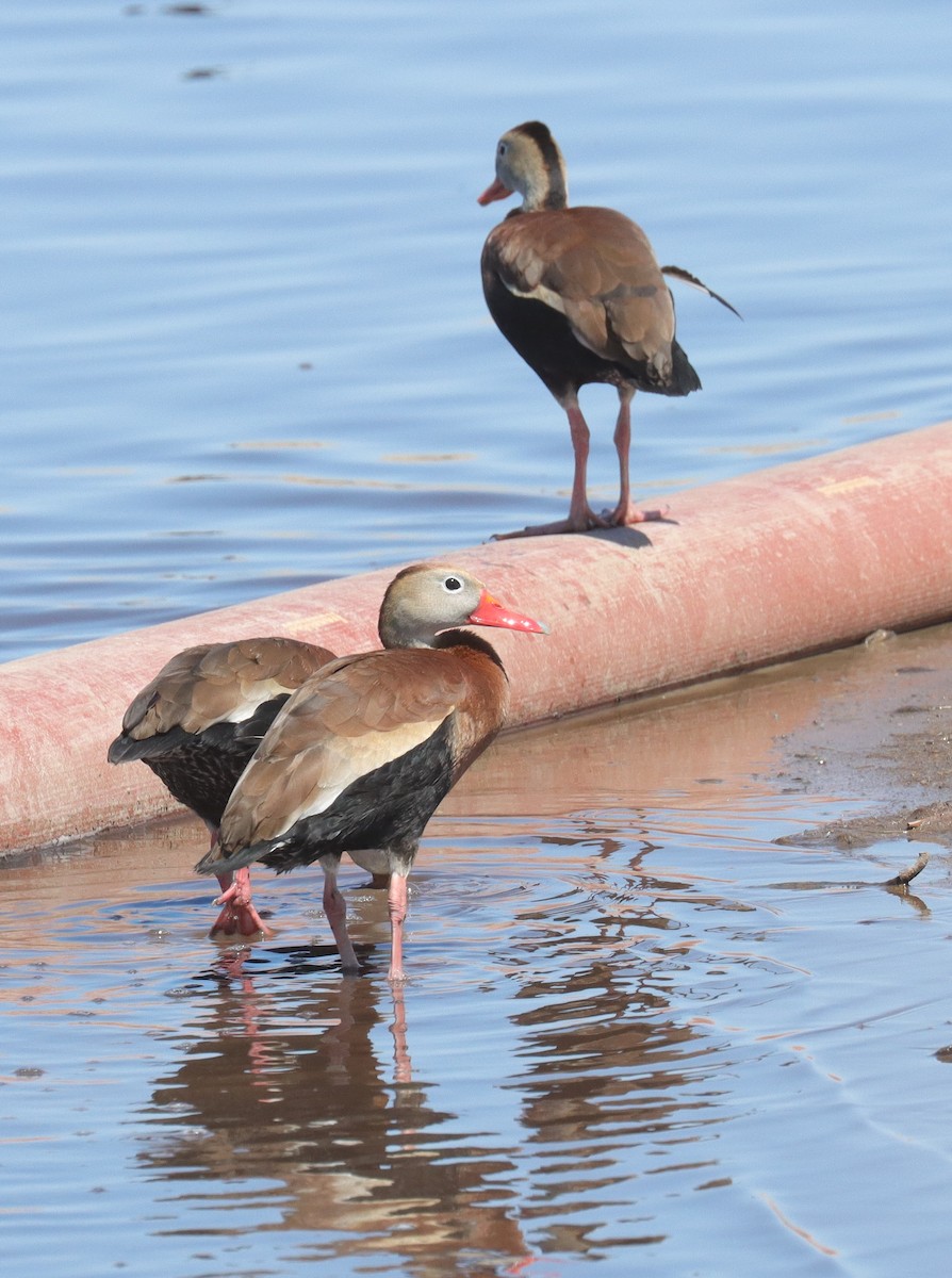 Black-bellied Whistling-Duck - ML619248289