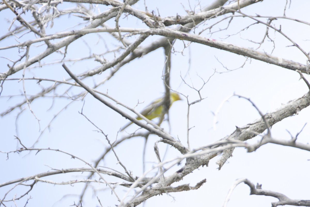 Western Tanager - James Gamber