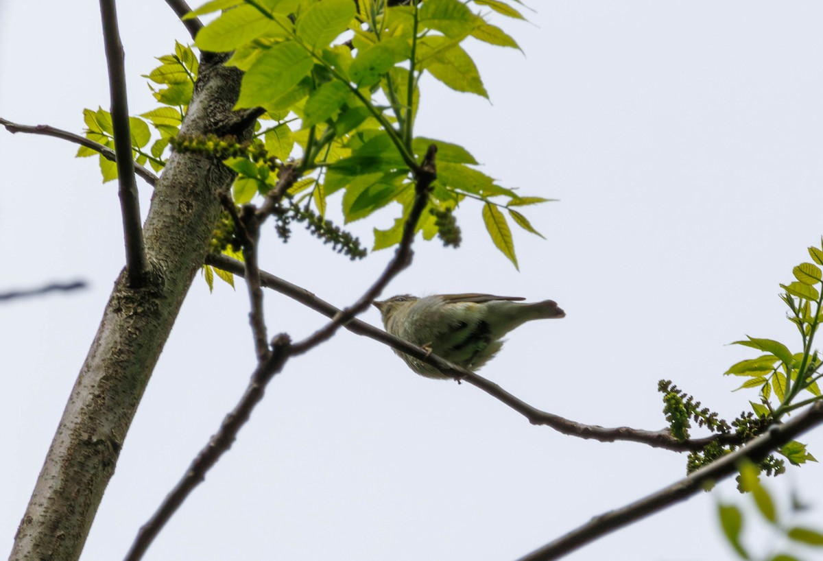 Tennessee Warbler - Michael Muchmore