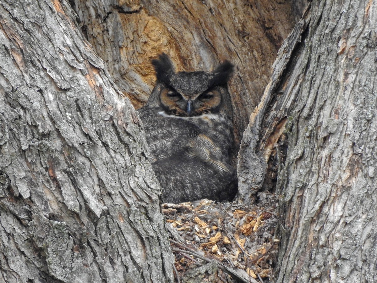Great Horned Owl - ML619248306