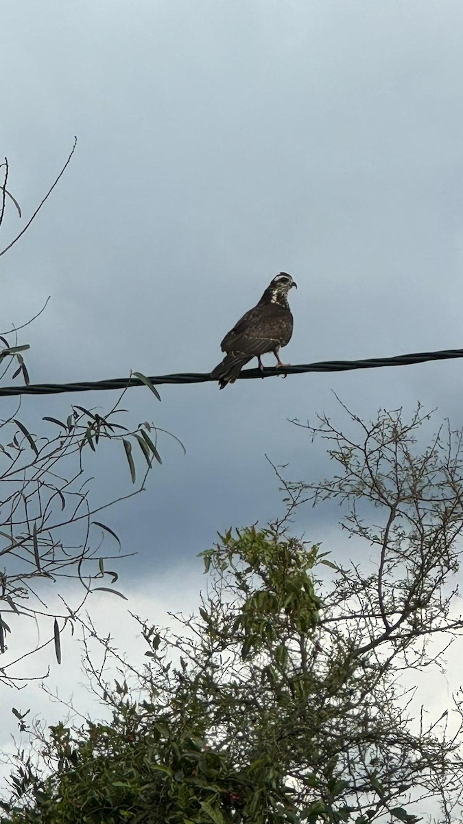 Snail Kite - Lara Centurión