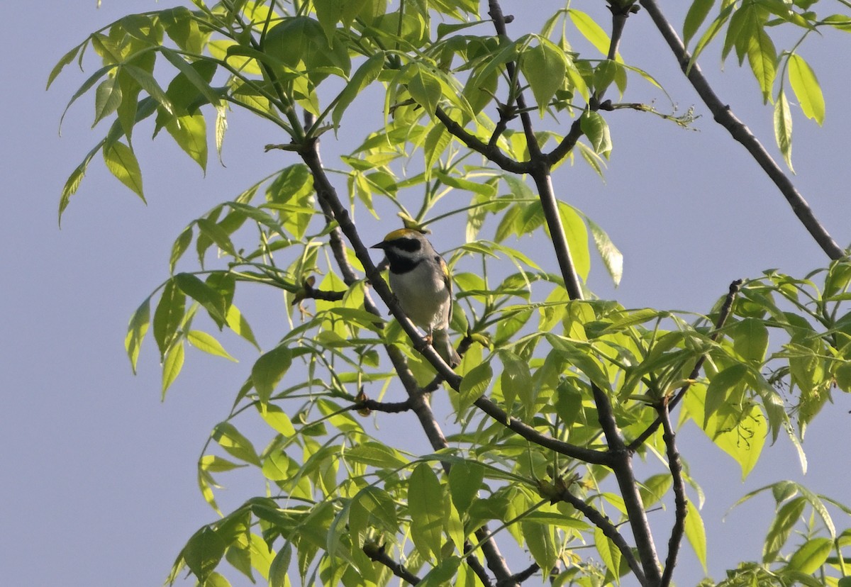 Golden-winged Warbler - Louis Lemay